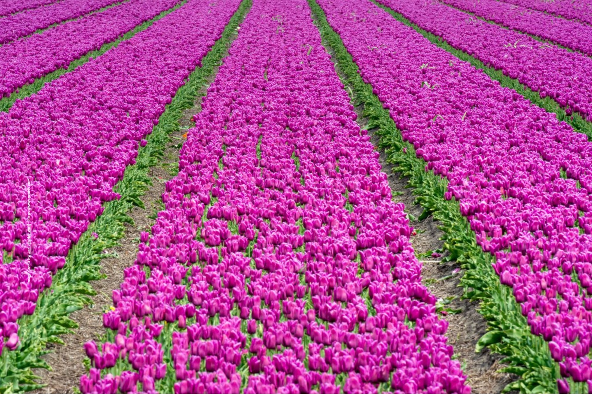 Tulip cultivation