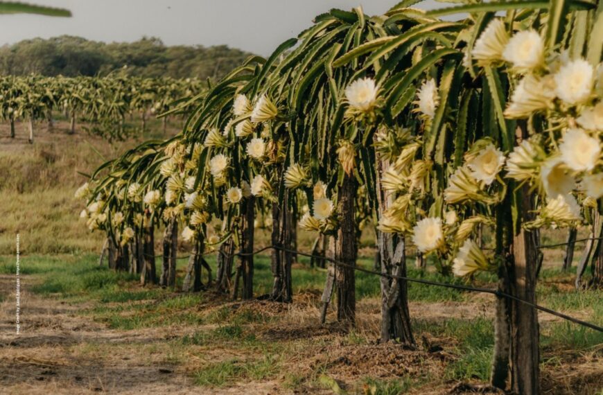 Dragon Fruit Farming