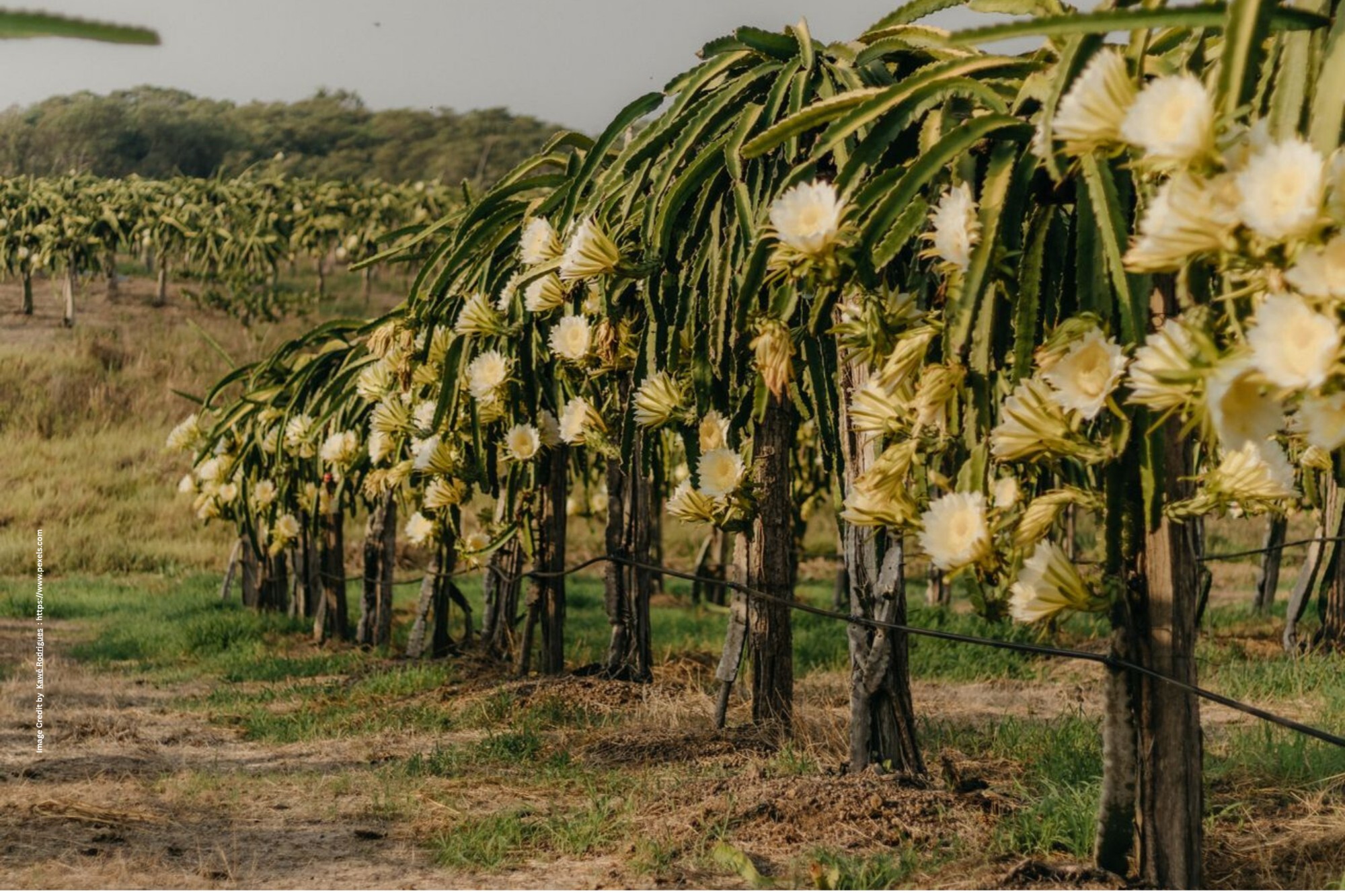 Dragon Fruit Farming