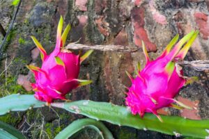 Dragon Fruit Farming