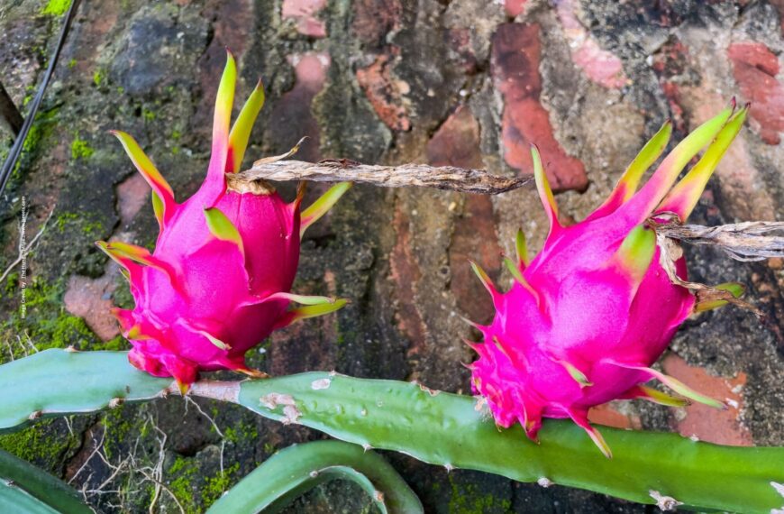 Dragon Fruit Farming