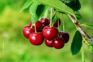 Cherry