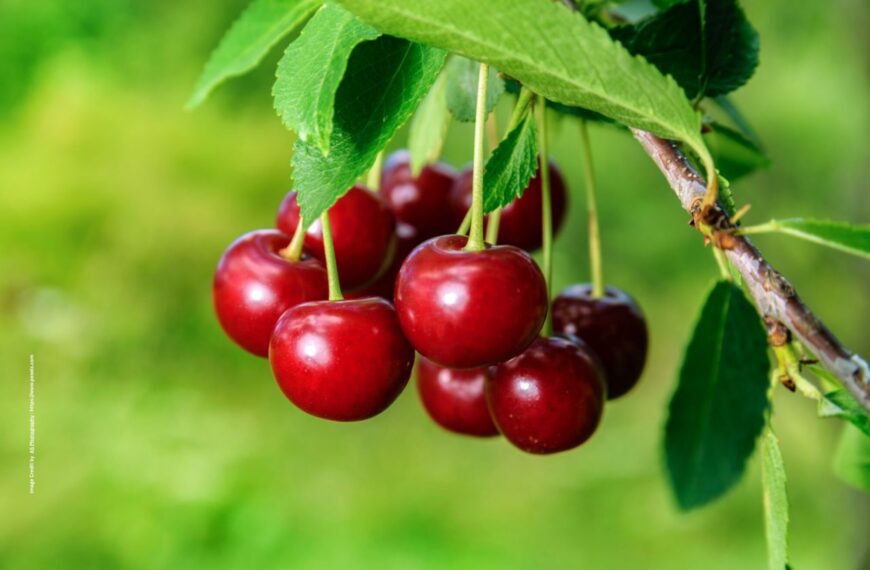 Cherry