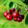 Cherry