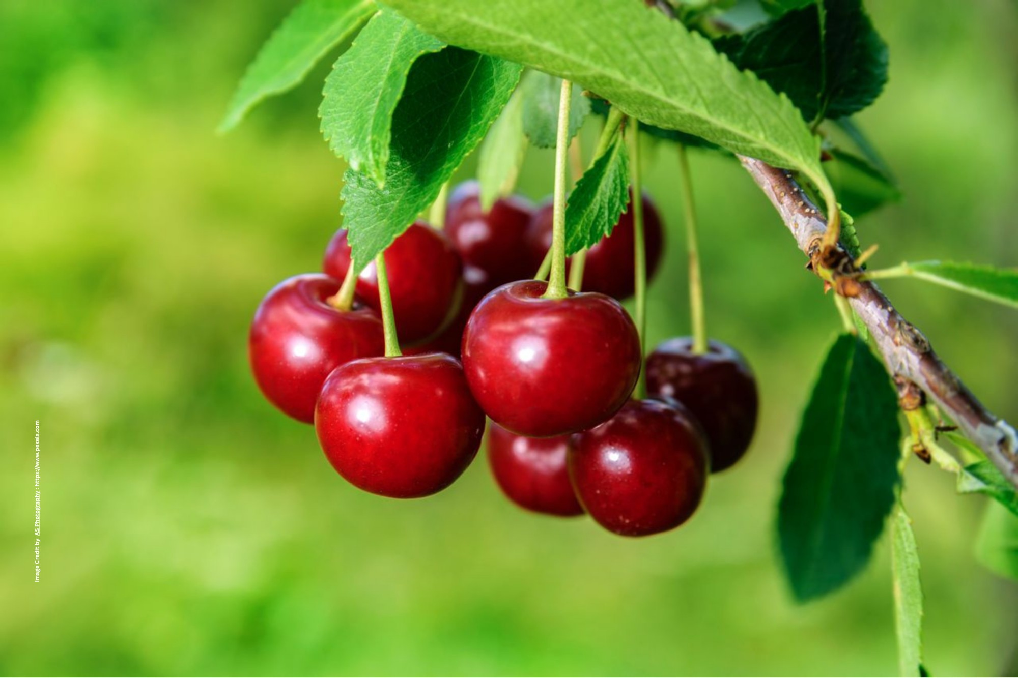 Cherry