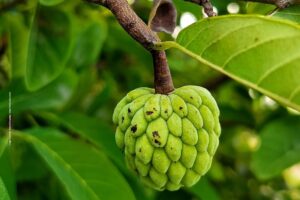 Low Water Fruit Crops