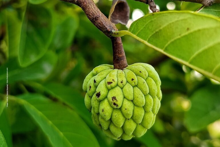 Low Water Fruit Crops