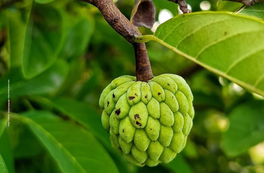 Low Water Fruit Crops
