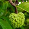 Low Water Fruit Crops