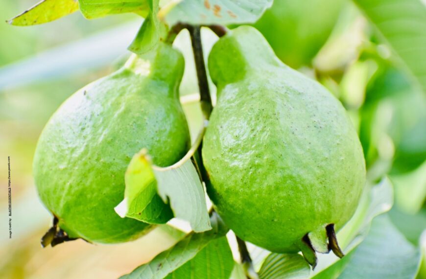 Guava Cultivation