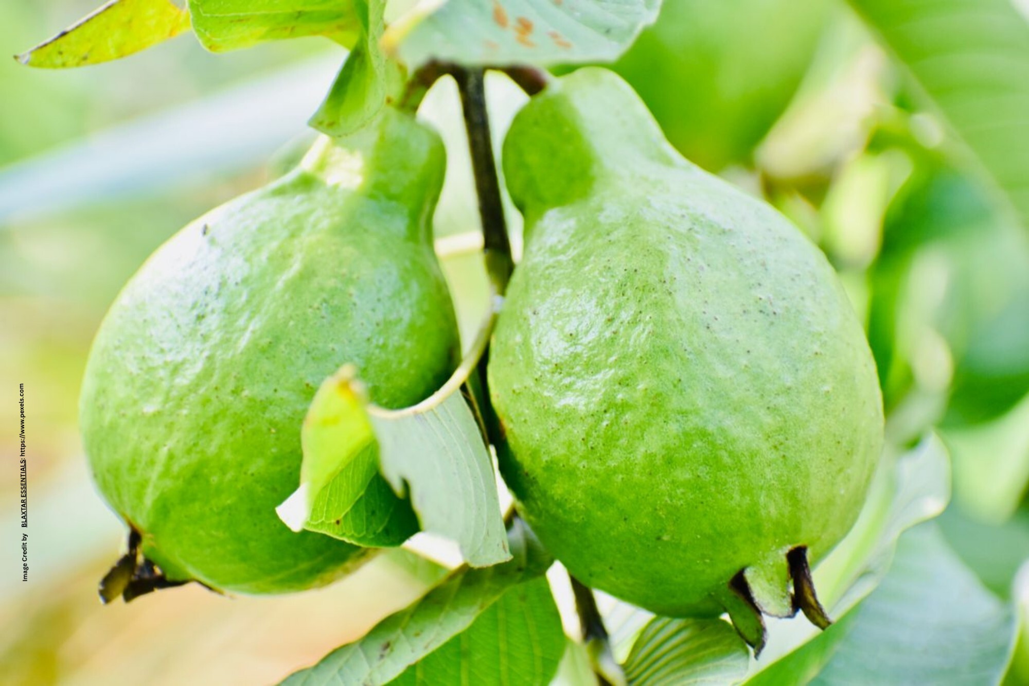 Guava Cultivation