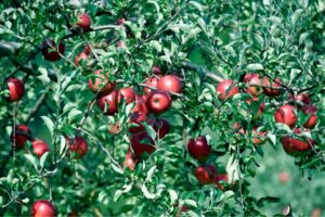 Fruit Cultivation