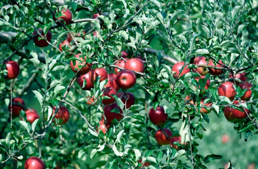 Fruit Cultivation