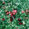 Fruit Cultivation