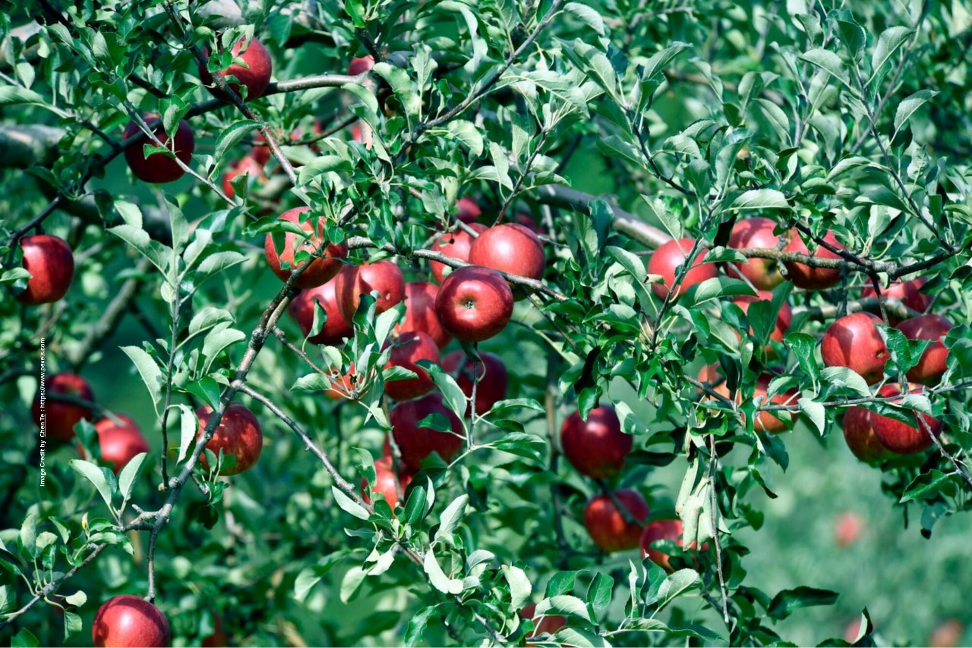 Fruit Cultivation