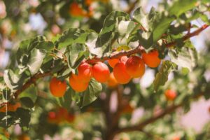 1 Acre Fruit Orchard Plan