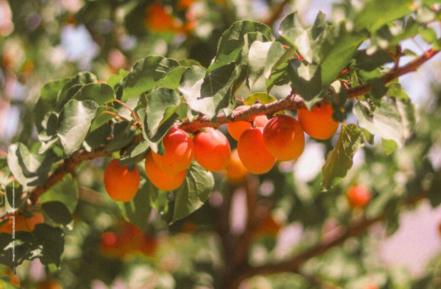 1 Acre Fruit Orchard Plan