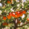 1 Acre Fruit Orchard Plan