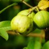 Fast Growing Fruit Crops