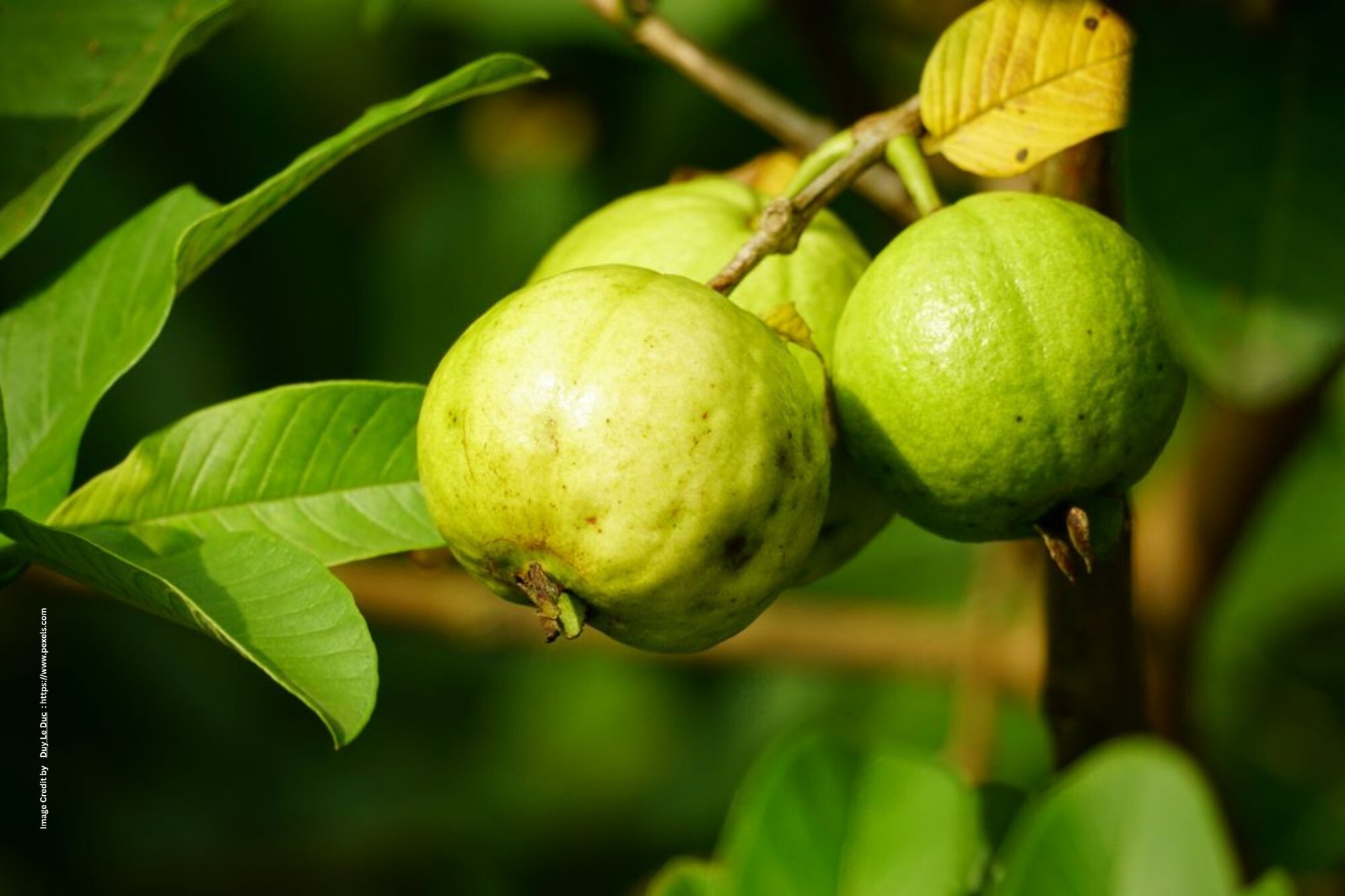 Fast Growing Fruit Crops