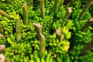 Banana Farming