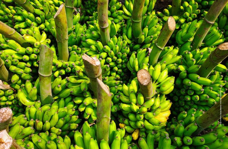 Banana Farming