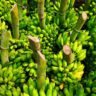 Banana Farming