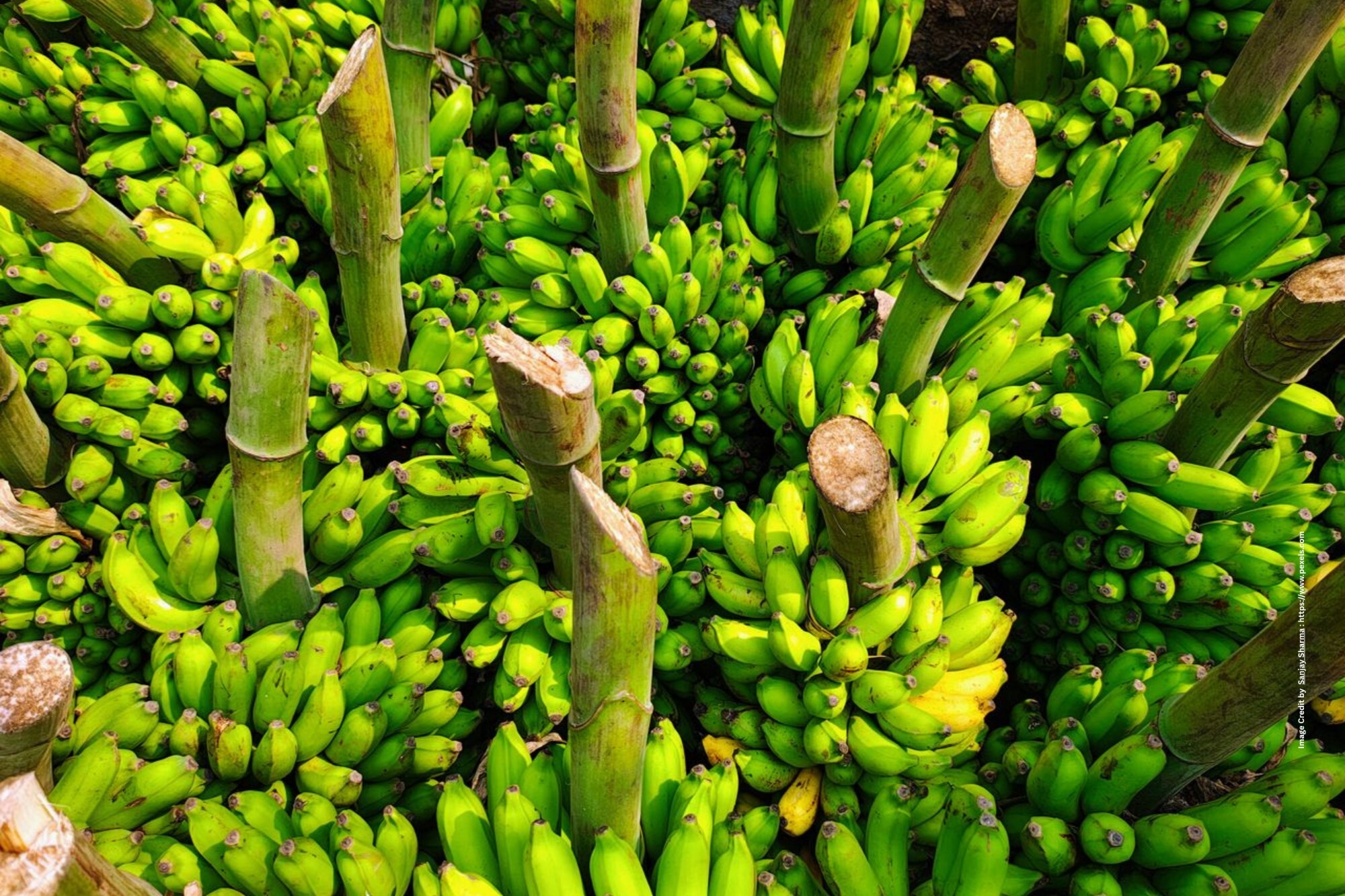Banana Farming