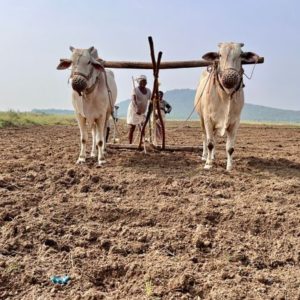 El Niño's Impact