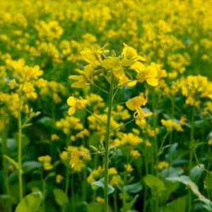 Low-Water Crops