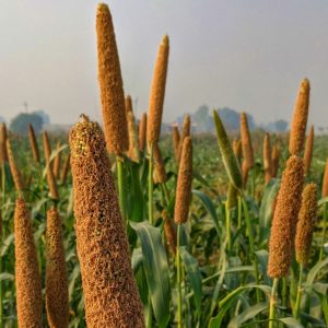 Ragi Cultivation