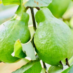 Guava Cultivation