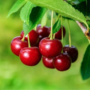 Cherry