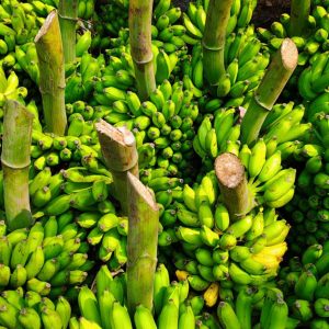 Banana Farming
